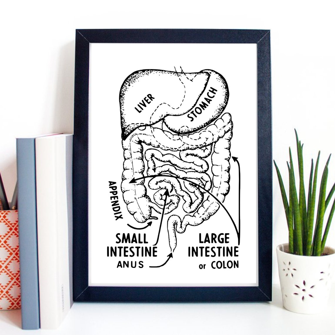 Vintage Digestive System Anatomy Chart Medical Education Poster