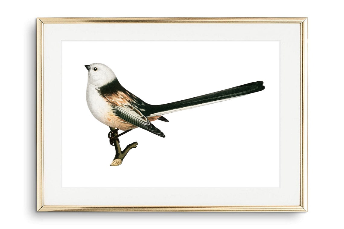 Long Tailed Tit Vintage Ornithology Illustration Winter Bird Art Print