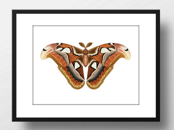 Art Print Din A4 Without Frame Butterfly Atlas Moth Butterfly Moth Vintage Retro Brown Beige Nature Poster Picture