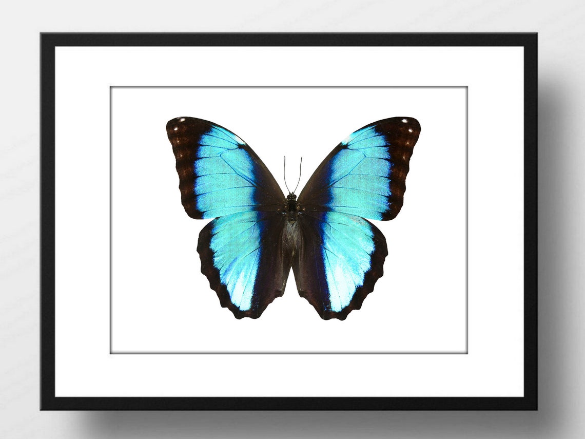 Blue Morpho Butterfly Iridescent Blue Wings Entomology Art Poster