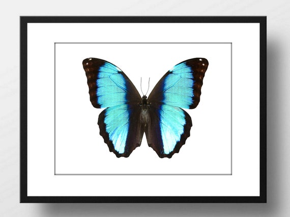 Din A4 Art Print Without Frame Blue Morphofalter Butterfly Blue Butterfly Nature Retro Vintage Print Poster Image