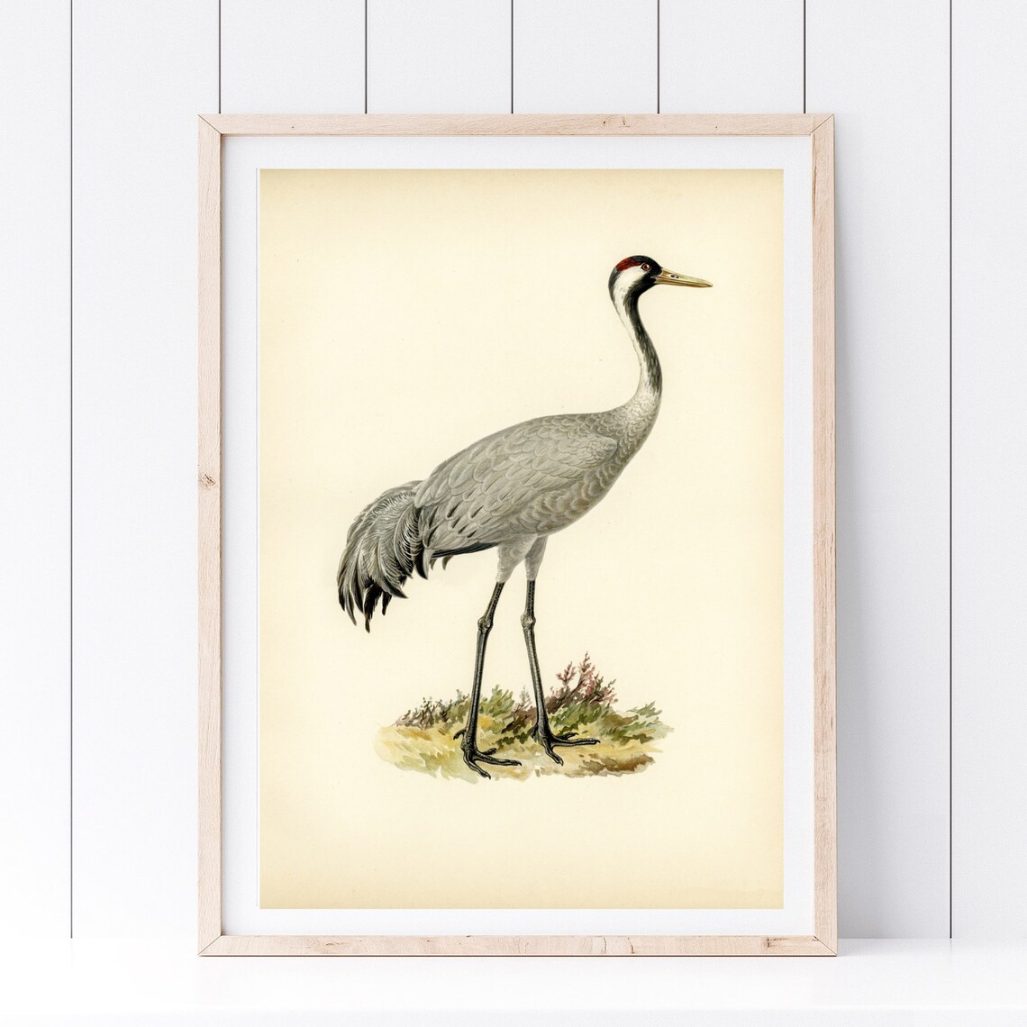 Vintage Grey Crane Bird Retro Naturalist Illustration Poster - Image 4