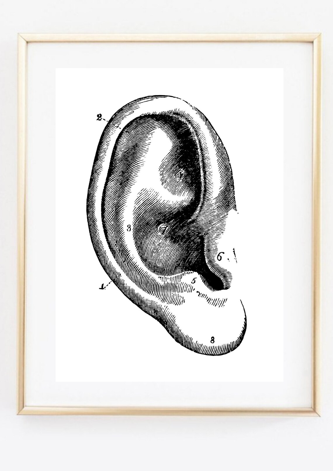 Vintage Ear Anatomy Engraving Retro Medical Scientific Wall Art - Image 2