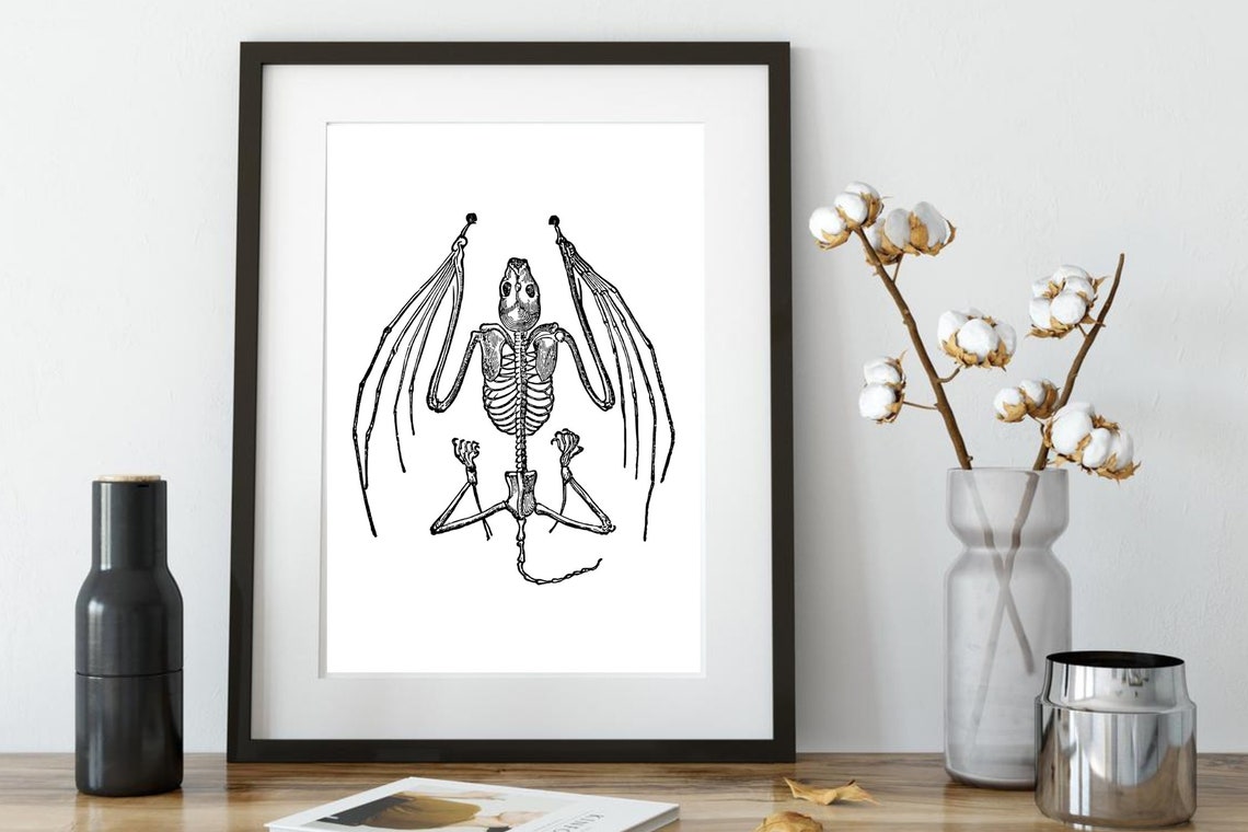 Bat Skeleton Anatomy Gothic Occult Vintage Scientific Drawing Poster