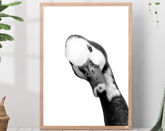 Duck Poster Print Black And White Photo Wall Art Nursery Farm Animal Decor Portrait Gift For Lovers