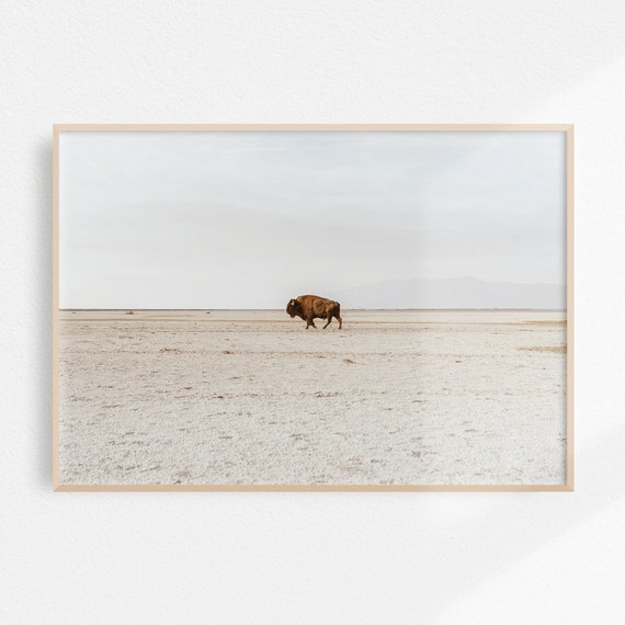 Lone Bison Walking Across Vast White Salt Flats Wildlife Poster