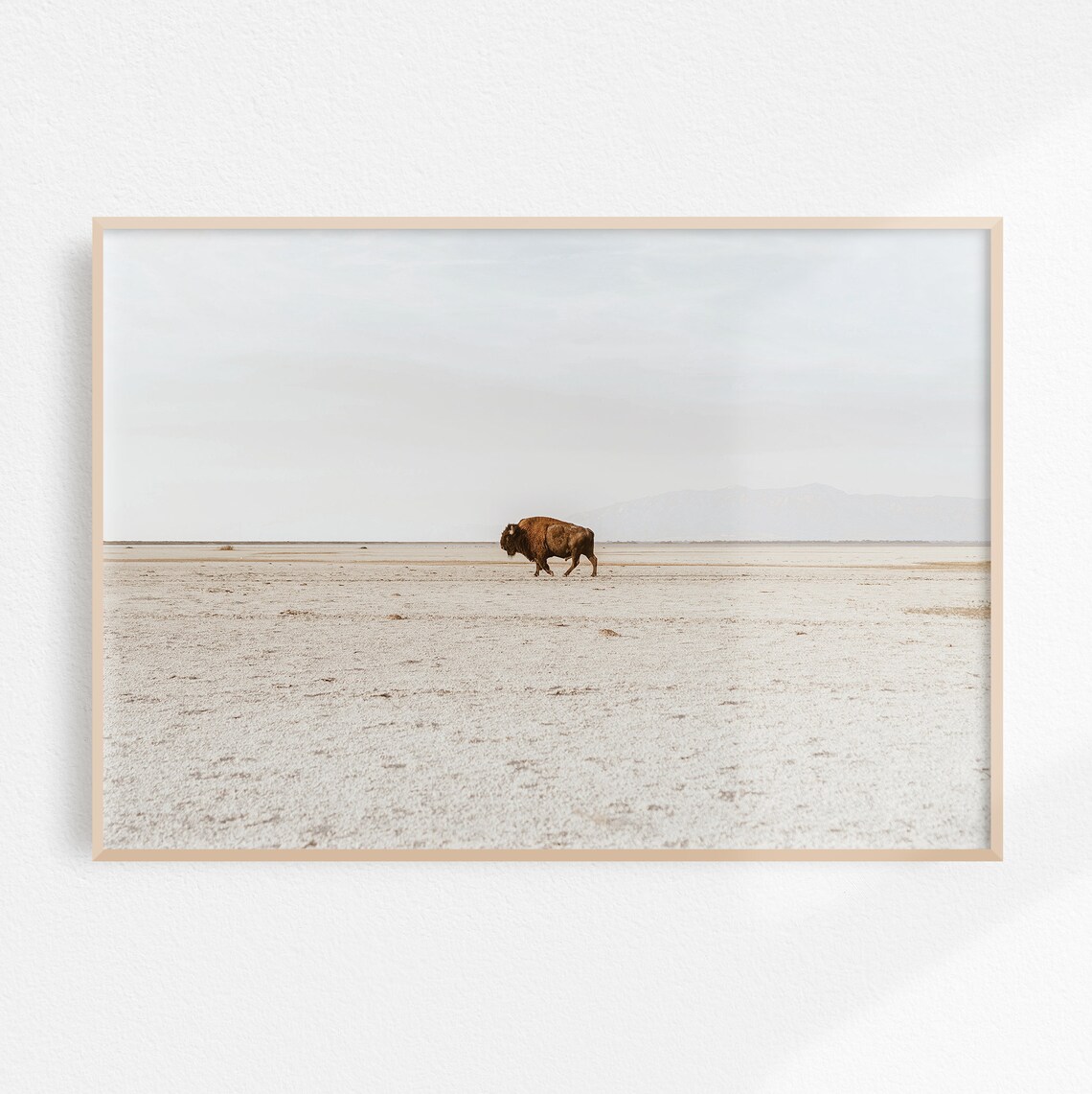 Lone Bison Walking Across Vast White Salt Flats Wildlife Poster
