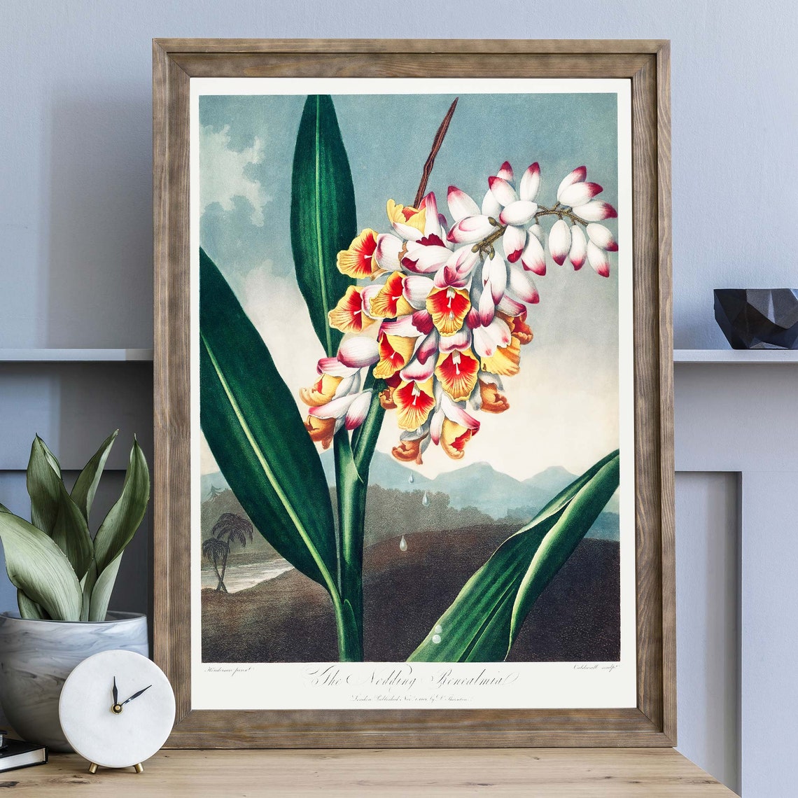 Robert John Thornton Nodding Renealmia Flower Botanical Poster - Image 2