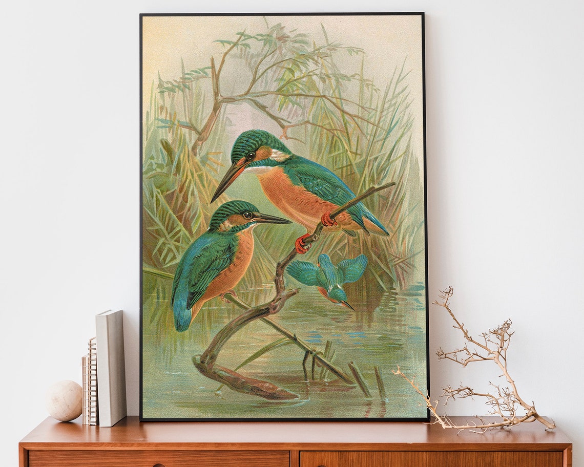 Three Kingfishers Perched by Water Vintage Naturalist Bird Art Poster