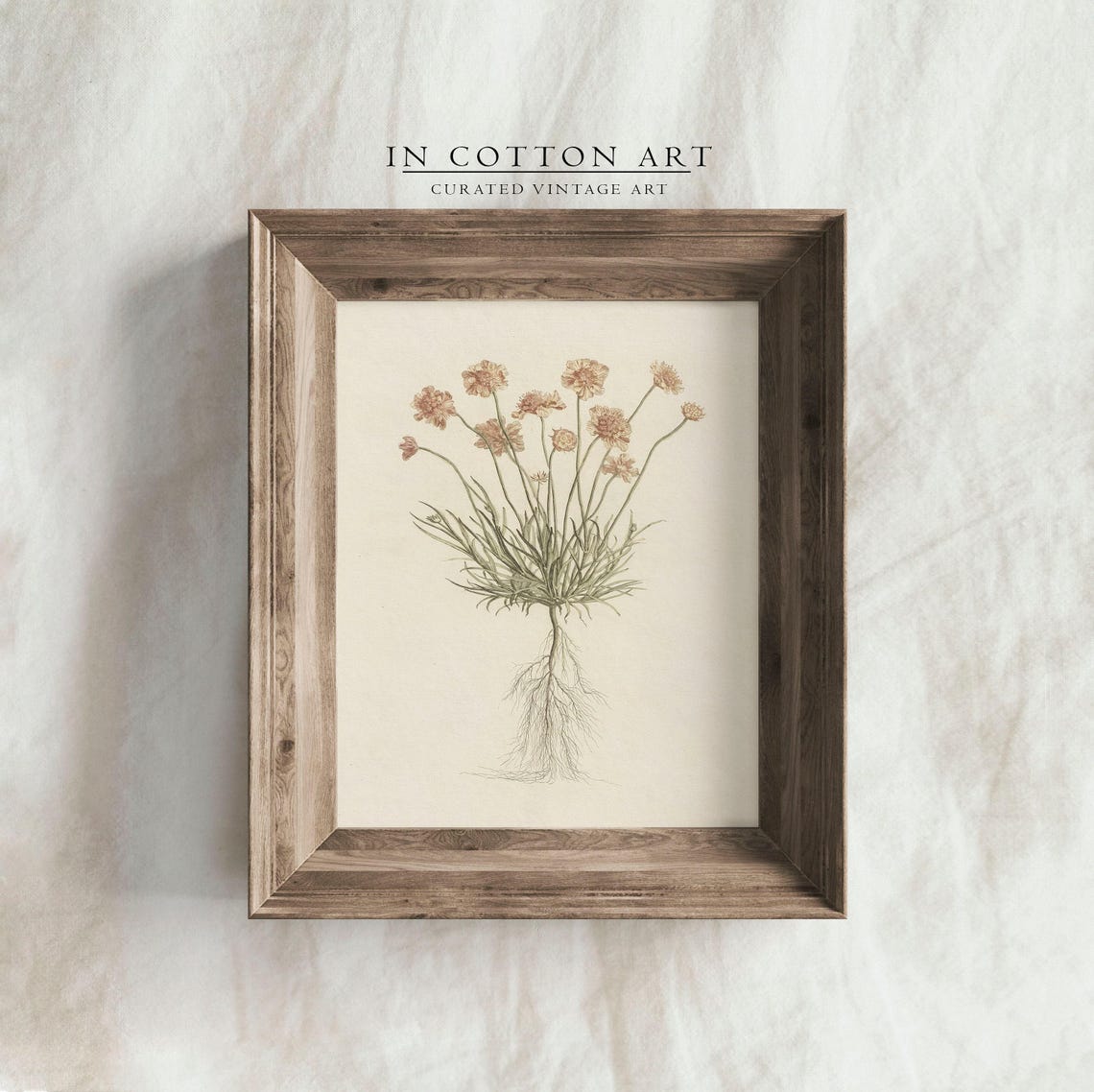 Pink Scabiosa Wildflower Botanical Roots Vintage Illustration Print - Image 4