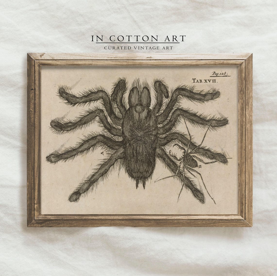 Antique Tarantula Engraving Natural History Spider Illustration Print - Image 4
