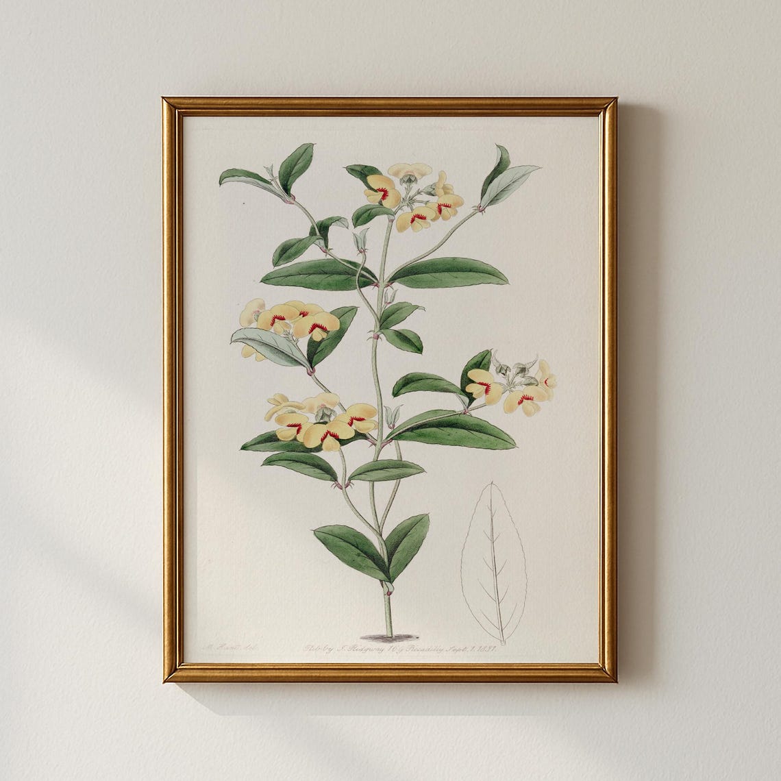 Vintage Yellow Floral Botanical Sketch With Leaf Study Print