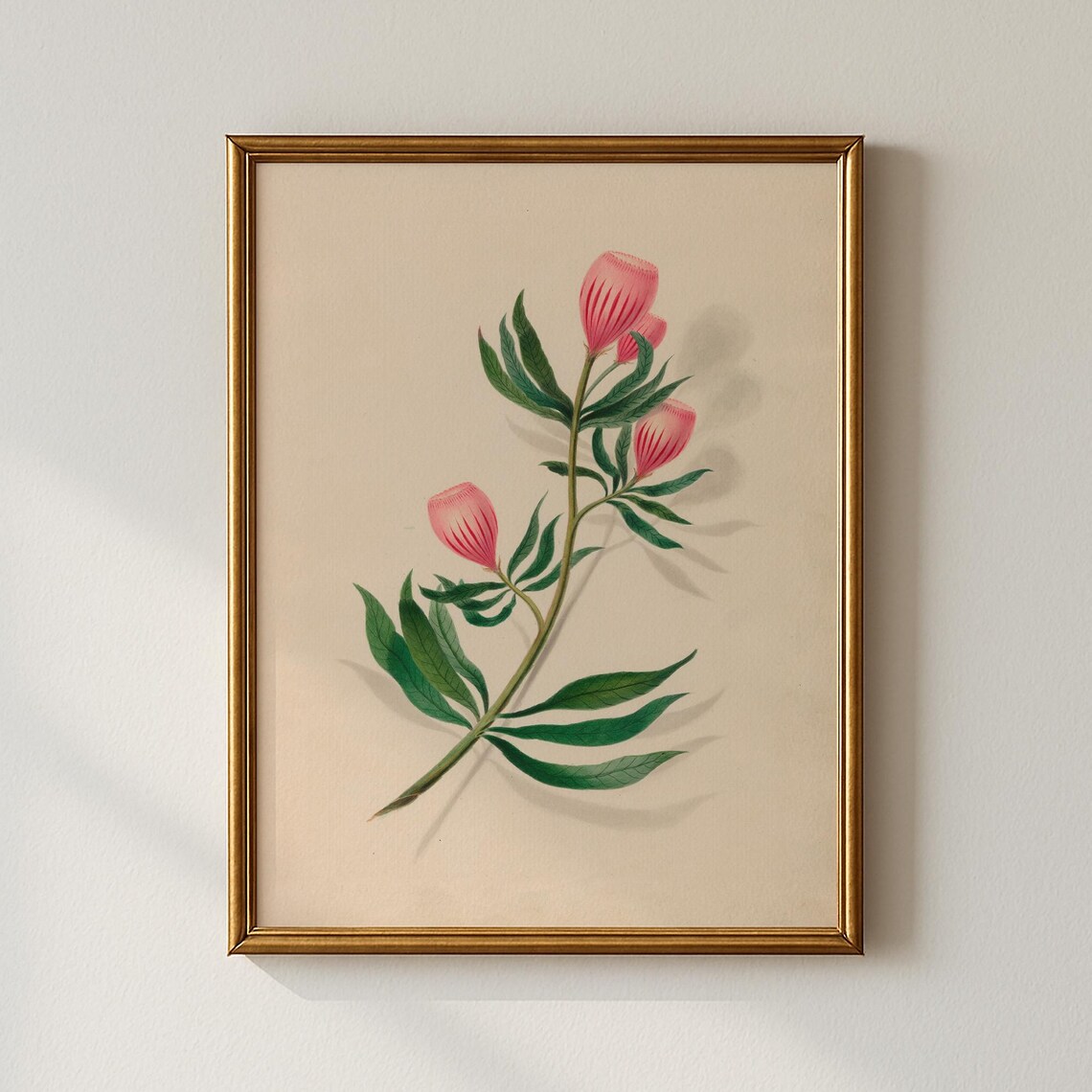 Delicate Pink Striped Bell Buds Antique Vintage Botanical Print