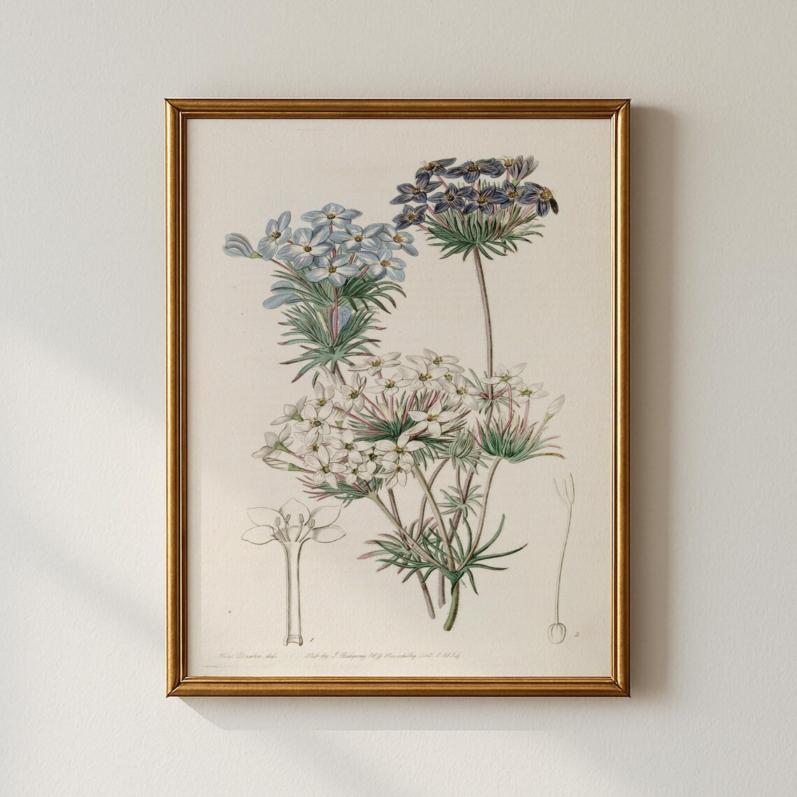Vintage Blue White Star Flower Botanical Plate Antique Poster