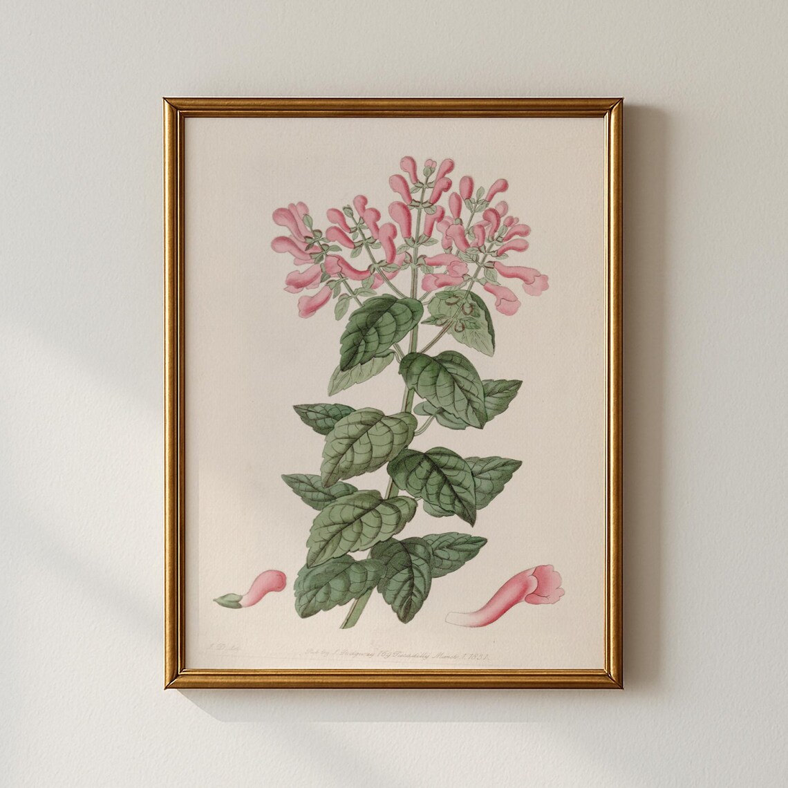 Vintage Pink Trumpet Blossoms Botanical Illustration Art Poster