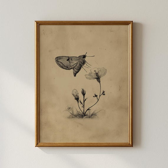 Vintage Moth Print Botanical Sketch Gallery Wall Art Collected Prints Cpp449
