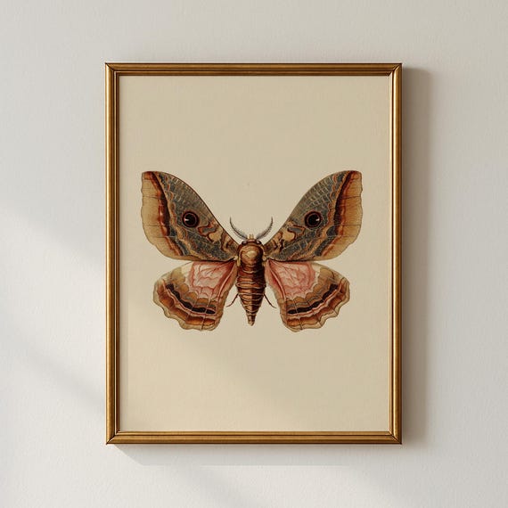 Vintage Moth Print Modern Wall Art Bedroom Collected Prints Cpp695