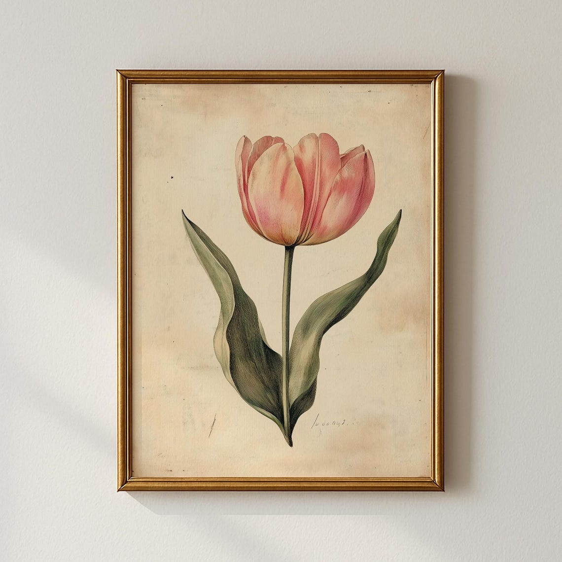 Vintage Pink Tulip Botanical Illustration Spring Bloom Wall Art
