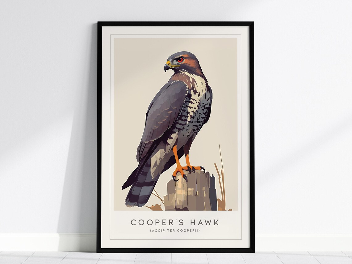 Cooper's Hawk Art Print, Modern Audubon Style