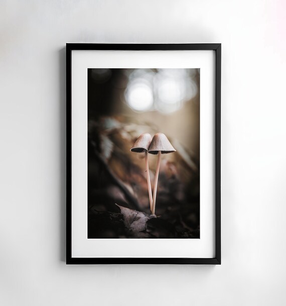 Pair of Small Forest Mushrooms on Autumn Leaf Litter Macro Poster