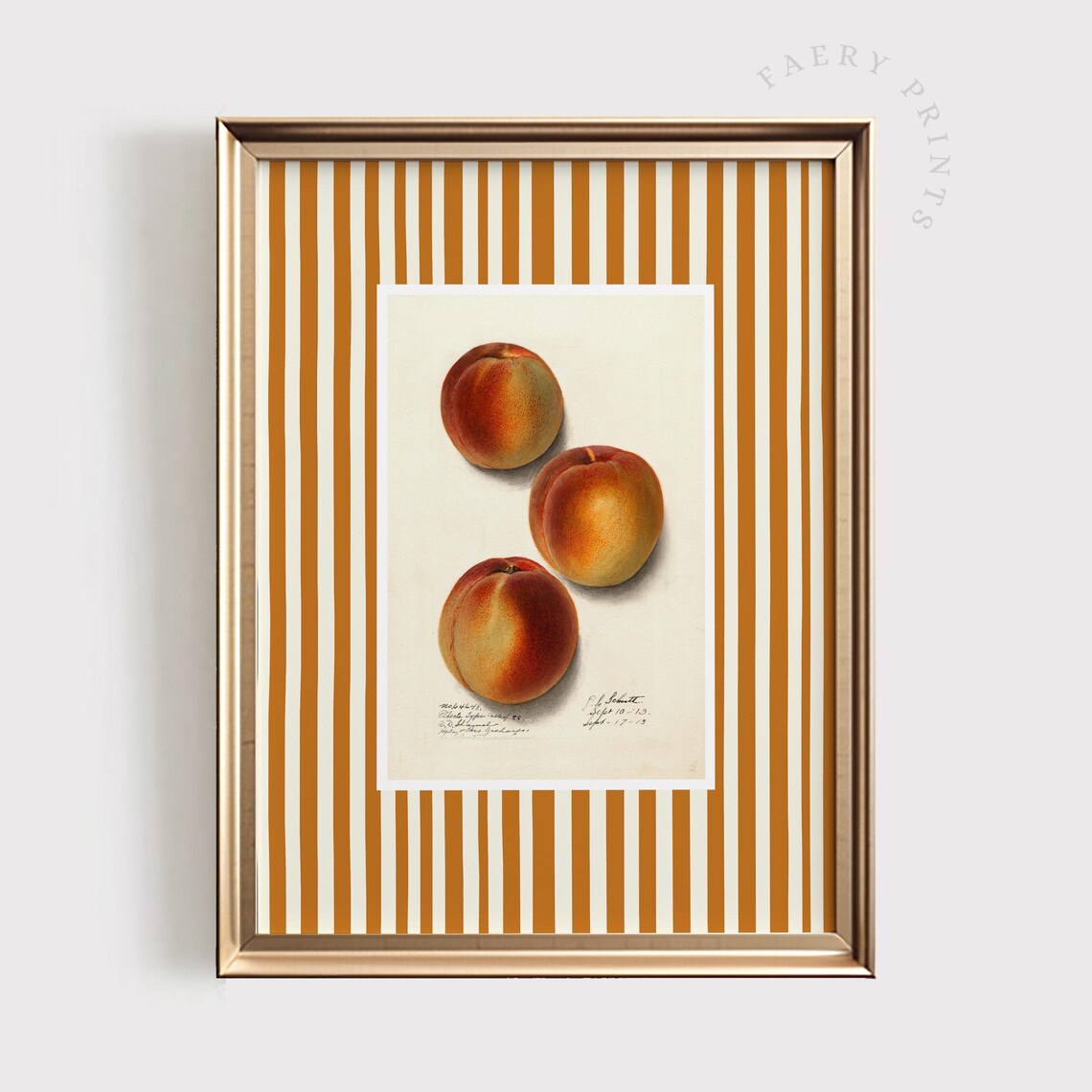 Three Vintage Peaches Botanical Illustration Gold Striped Kitchen Poster