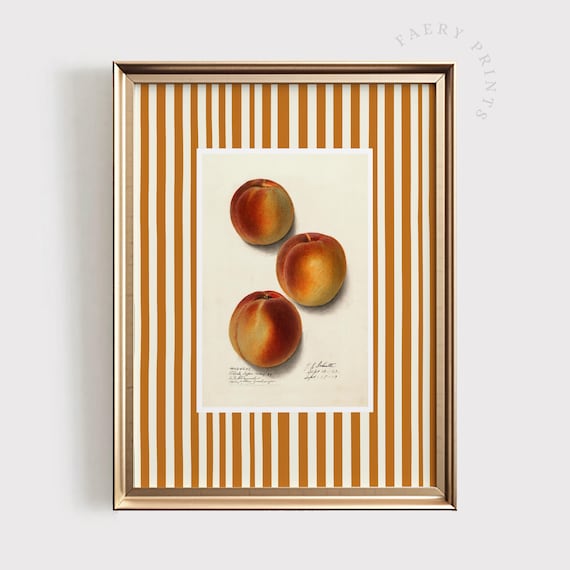Three Vintage Peaches Botanical Illustration Gold Striped Kitchen Poster