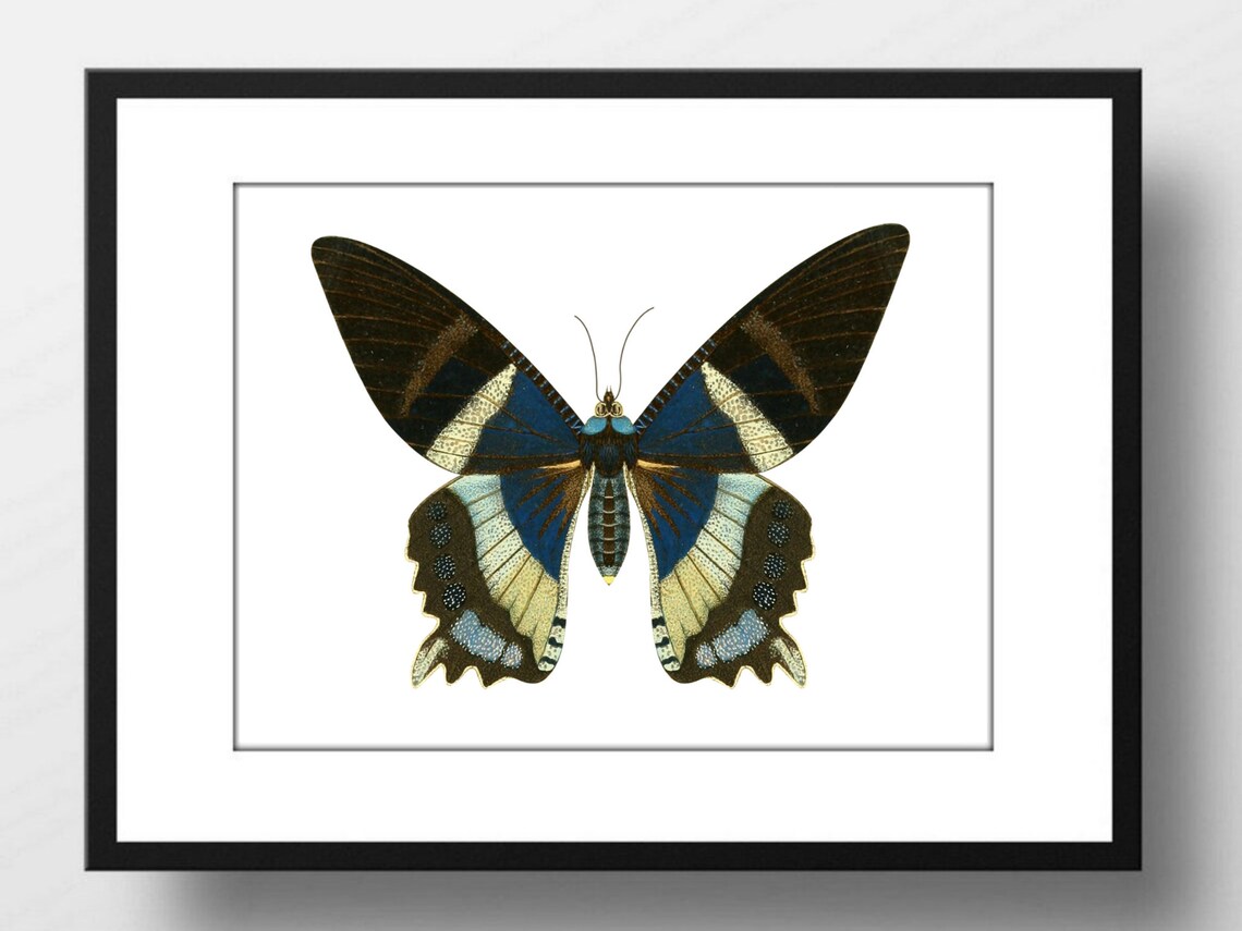 Vintage Butterfly Black Green Nature Study Entomology Art Poster - Image 3