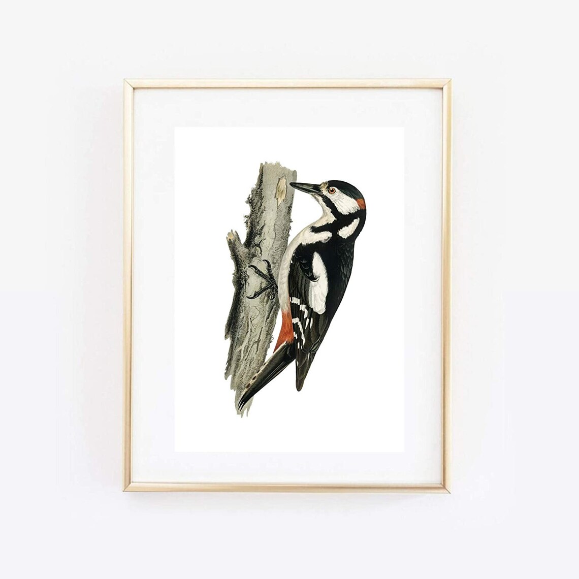 Great Spotted Woodpecker Vintage Bird Illustration Retro Art Print