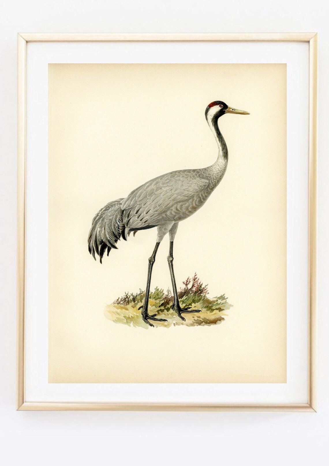 Vintage Grey Crane Bird Retro Naturalist Illustration Poster - Image 2