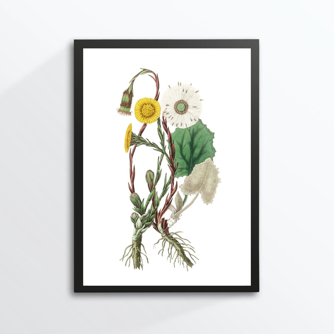 Vintage Coltsfoot Botanical Illustration Yellow Flower Roots Poster
