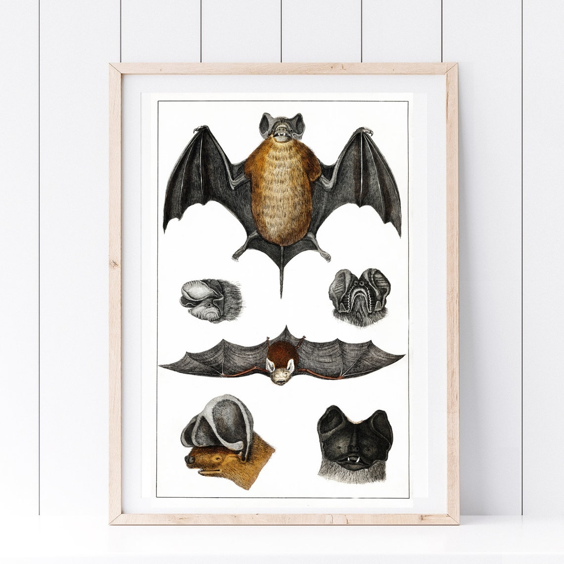Vintage Bat Study Board Natural History Scientific Illustration Print