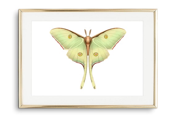 Din A4 Art Print Without Frame Indian Moon Moth Actias Selene Butterfly Yellow Green Butterfly Nature Retro Vintage Poster Picture