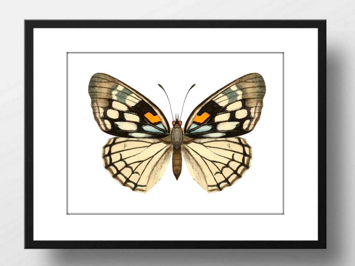 Din A4 Art Print Without Frame Large Butterfly Yellow Black Butterfly Nature Retro Vintage Print Poster Image - Image 3