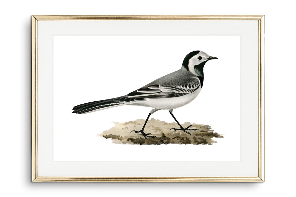 Wagtail Stilt Bird Nature Image, Art Print