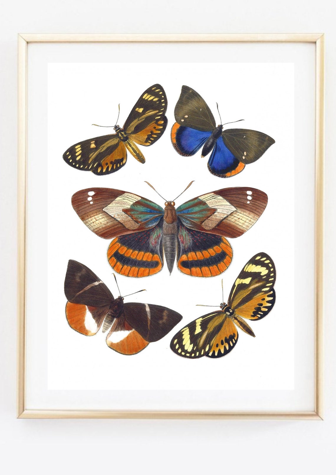 Din A4 Art Print Without Frame Butterfly Butterflies Moth Moth Display Board Retro Vintage Poster Print Picture - Image 3
