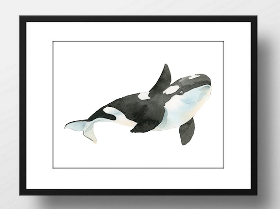 Din A4 Art Print Without Frame Whale Orca Killer Whale Sea Animal Killer Whale Ocean Maritime Watercolor Print Image Poster