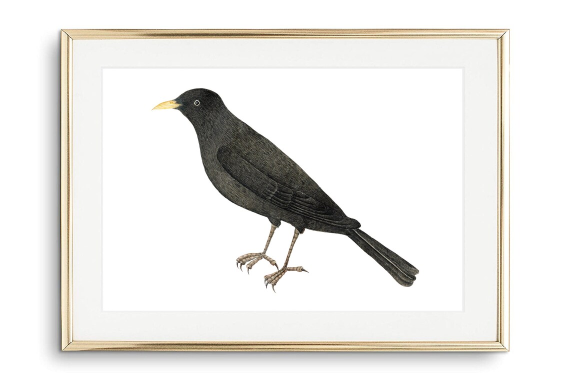 Blackbird Vintage Ornithology Illustration Black Bird Nature Art Print