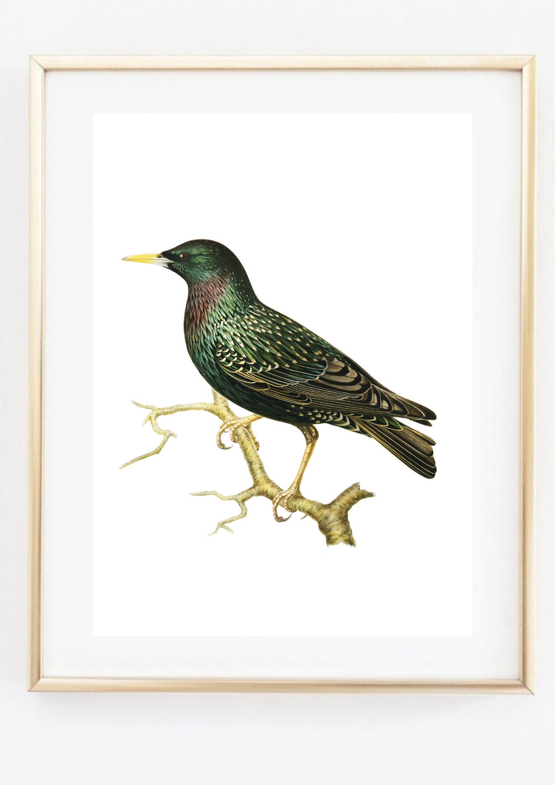 Star Common Star Bird Nature Art Print - Image 2