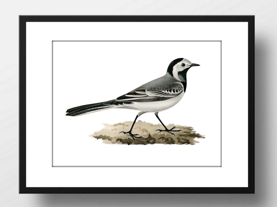 Wagtail Stilt Bird Nature Image, Art Print - Image 2