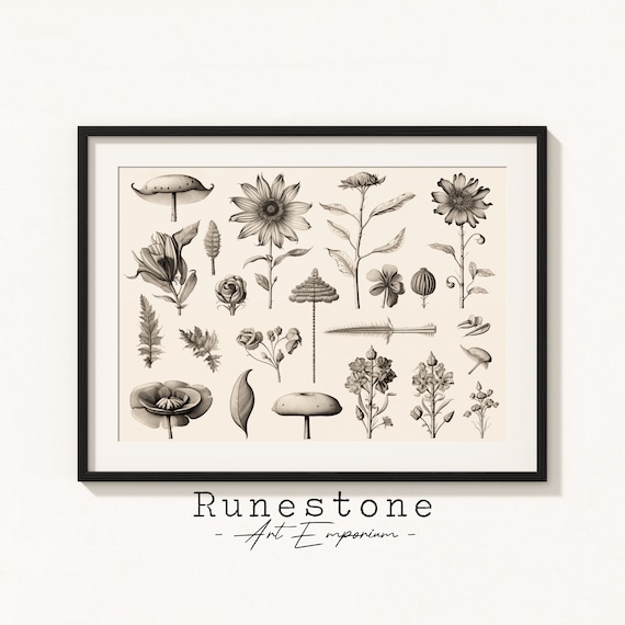 Vintage Botanical Chart Flowers Mushrooms Pencil Sketch Art Poster