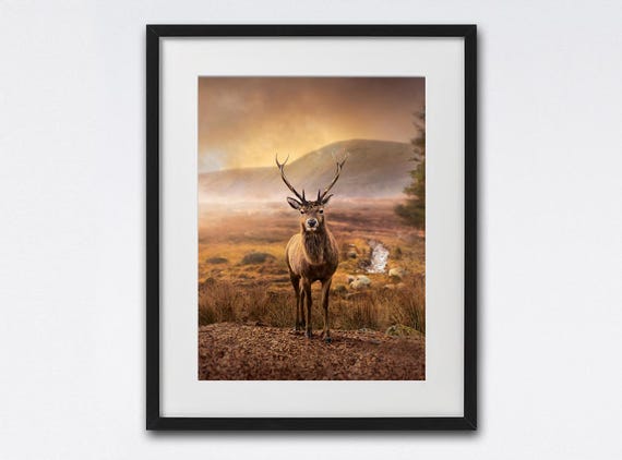 Deer In Glencoe Print Scotland Scottish Gift Photography