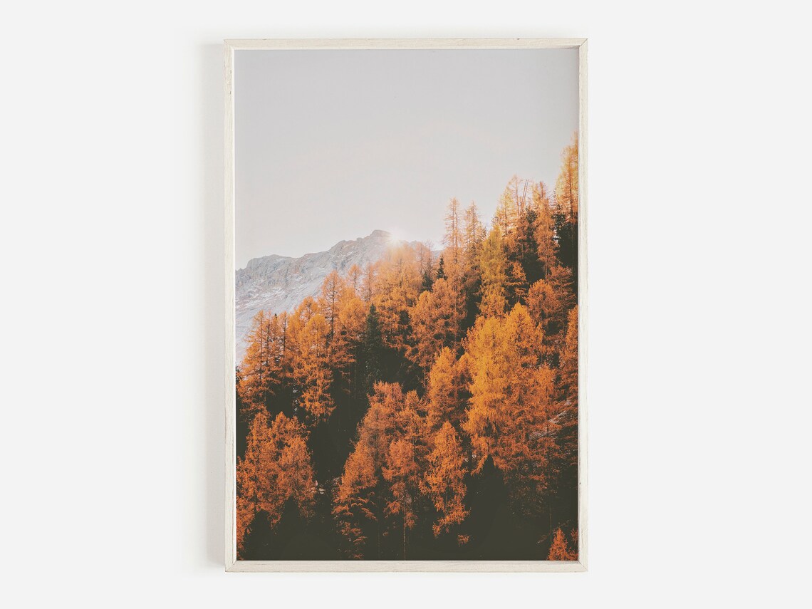 Golden Autumn Larch Forest Mountain Photography Poster Wilderness Scene