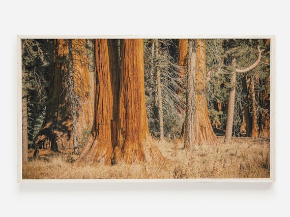 Giant Sequoia Grove Golden Bark Tall Trunks Forest Photo Poster
