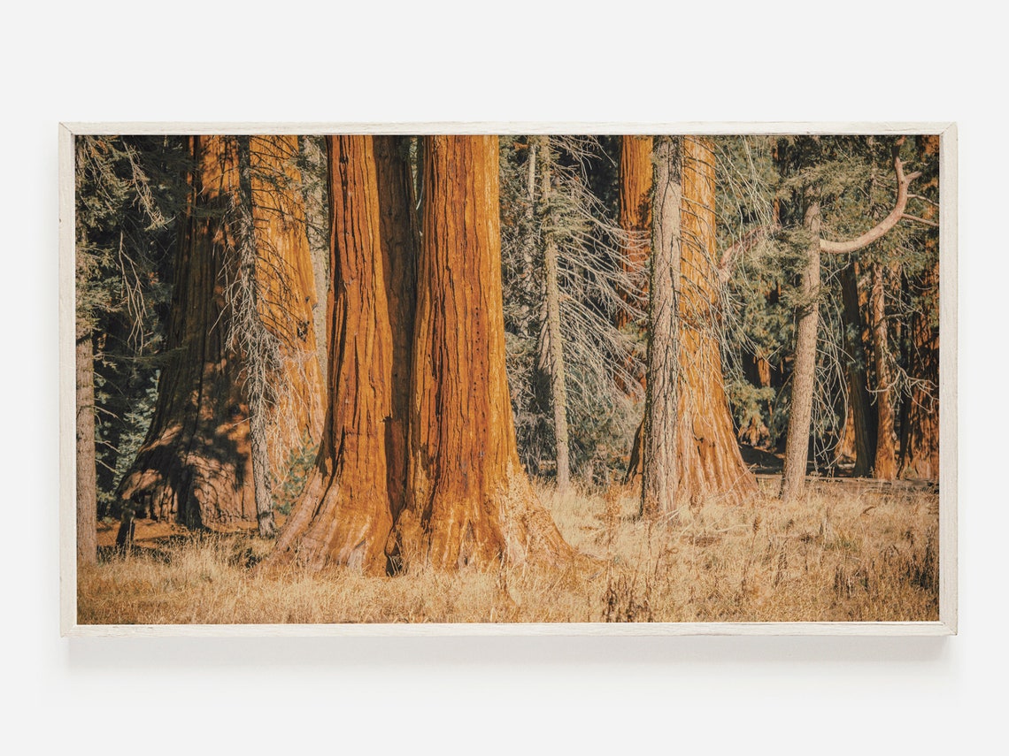 Giant Sequoia Grove Golden Bark Tall Trunks Forest Photo Poster