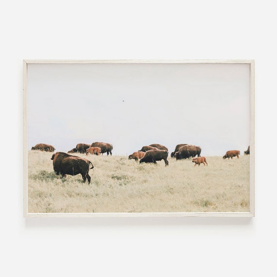 Bison Range Herd on Mountaintop, Colorado Art Print