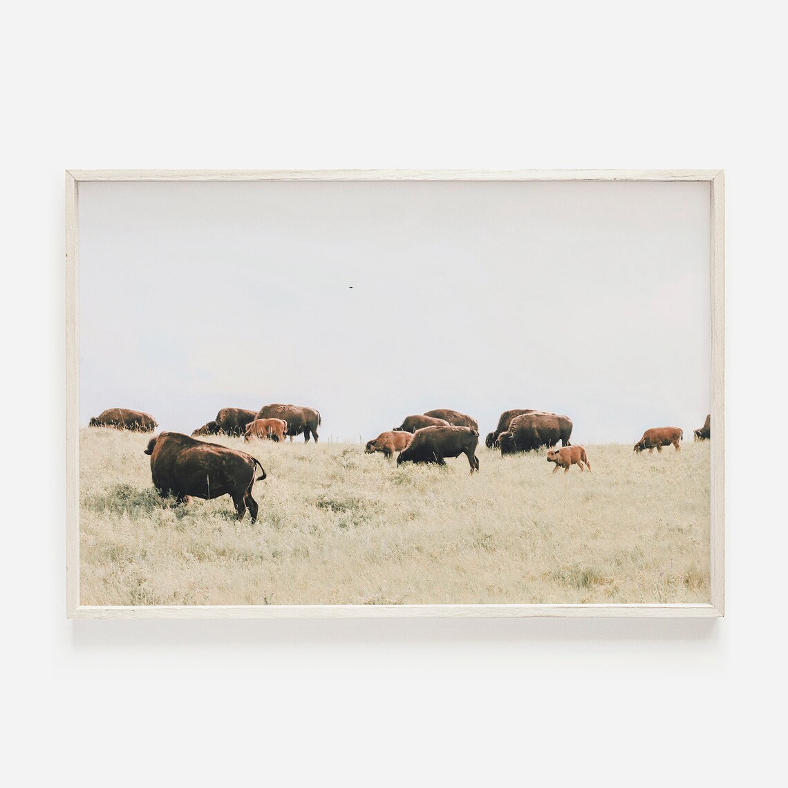 Bison Range Herd on Mountaintop, Colorado Art Print