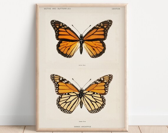 Vintage Monarch Butterfly Art Print, Nature Study