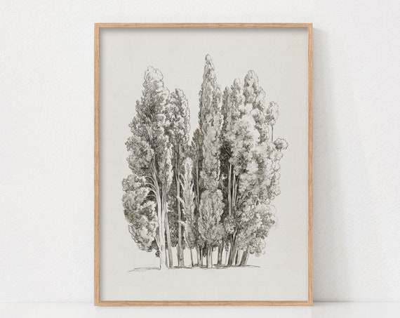 Vintage Tree Sketch Art Print, Rustic Botanical Drawing