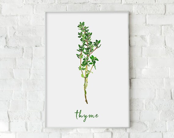 Thyme Herb Watercolor Botanical Sprig Kitchen Minimalist Wall Art