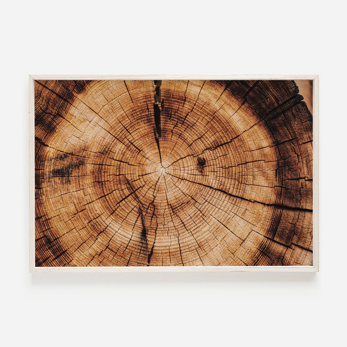 Tree Ring Photo, Rustic Home Decor Art Print